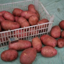 Сорт картофеля для Северного региона - Загадка Питера