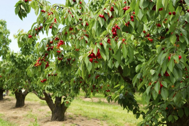 Деревья черешни с плодами