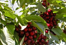 Плоды черешни на дереве