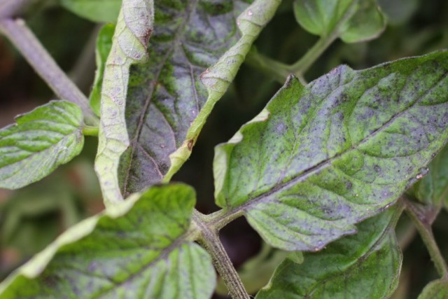 Посинение и скручивание листьев томата может указывать на недостаток фосфора