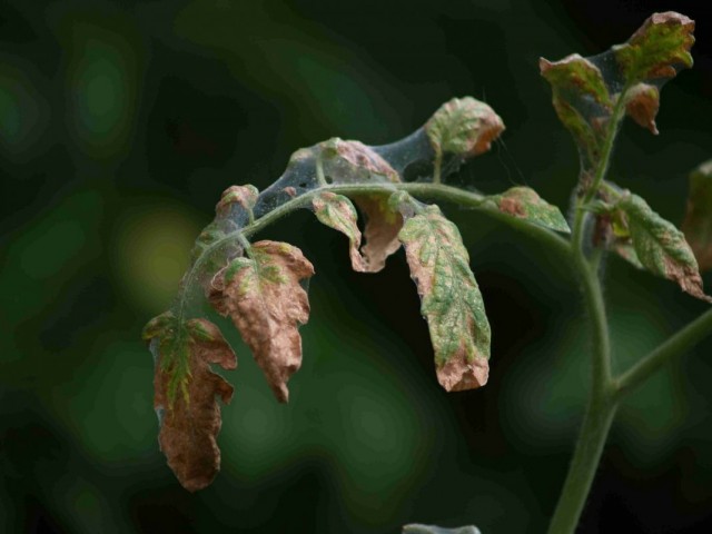 Скручивание листьев томата из-за паутинного клеща