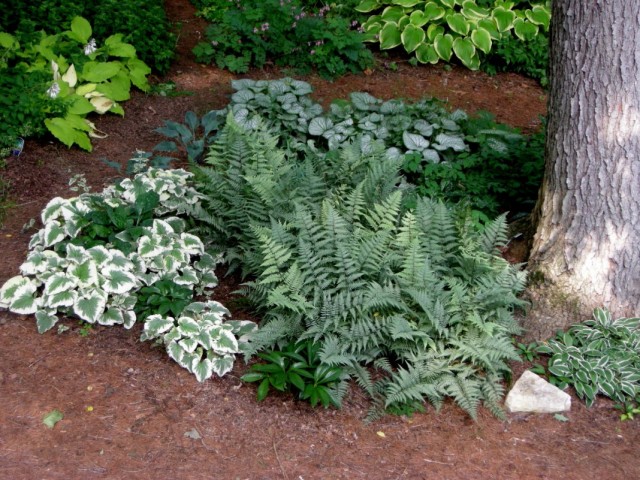 Цветник с декоративными растениями с белыми листьями