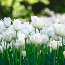 Белые тюльпаны в цветнике
