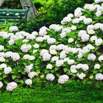Белые гортензии как яркий акцент в дизайне сада
