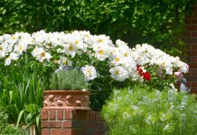 Белые пионы как яркий акцент в дизайне сада
