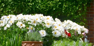Белые пионы как яркий акцент в дизайне сада