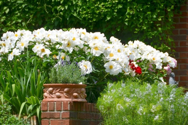 Белые пионы, как яркий акцент в дизайне сада