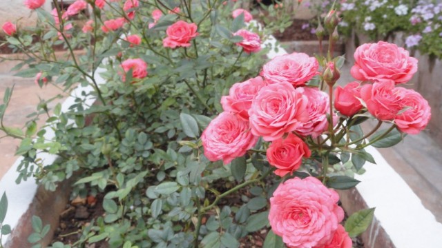 Миниатюрные розы в вазоне