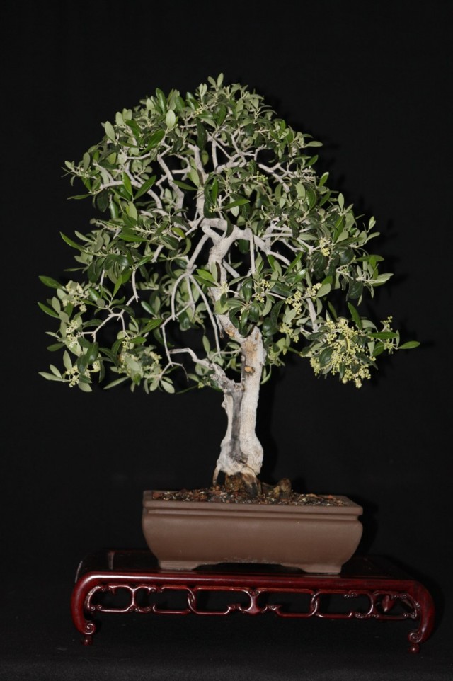Бонсай из оливкового дерева