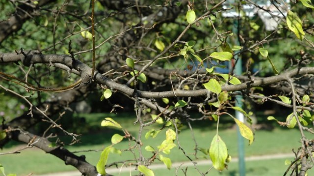 Яблоня, преждевременно скинувшая пожелтевшие и засохшие листья, после поражения паршой яблони