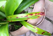 Стагоноспороз, или Красный ожог, или Красная гниль на листьях Амариллиса