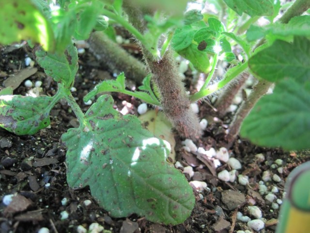 Необрезанные нижние листья томата, лежащие на грунте
