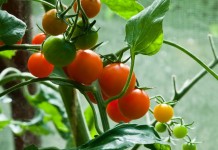 Плоды томата на ветке