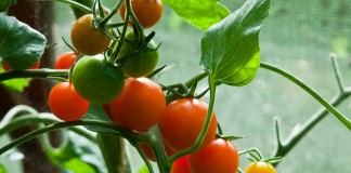 Плоды томата на ветке
