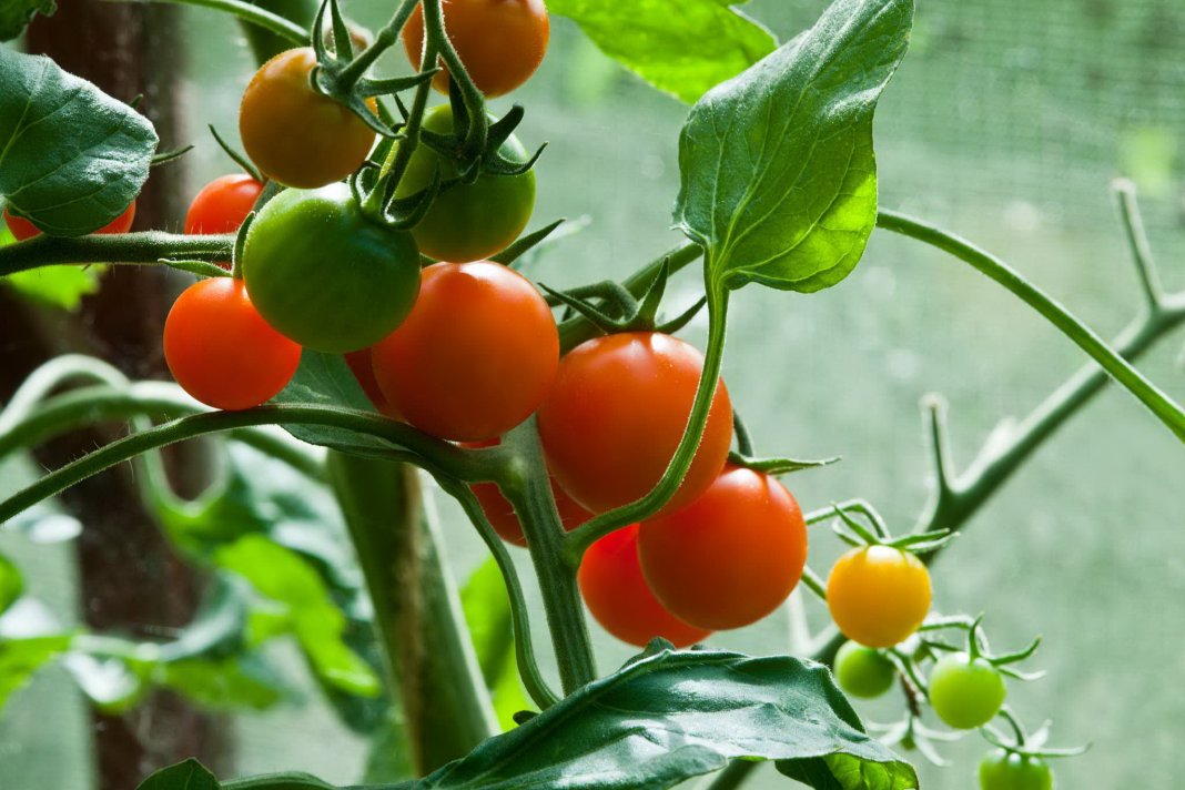 Почему осыпается завязь на томатах?