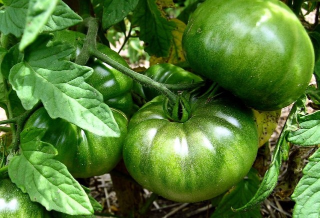 Незрелые плоды томата