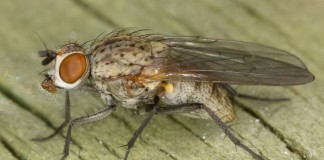 Луковая муха (Delia antiqua)