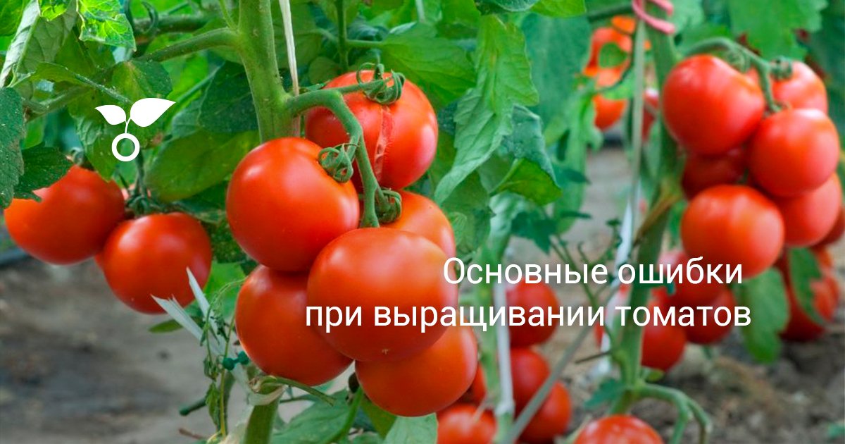 Основные ошибки при выращивании томатов. Советы по уходу. Фото — Ботаничка