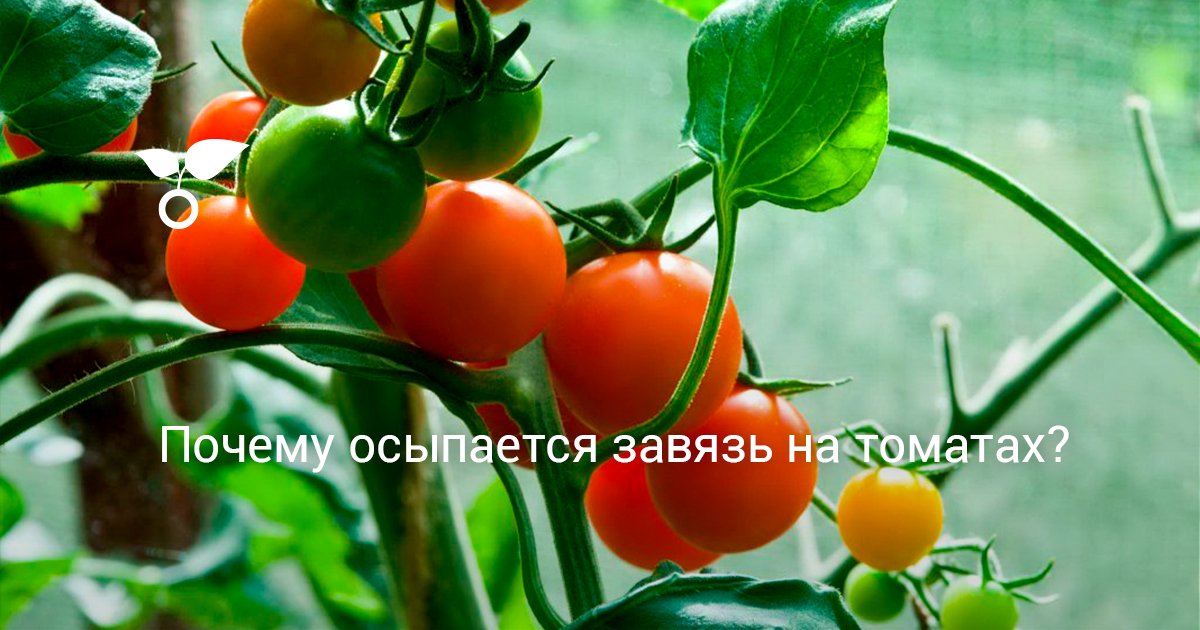 Почему опадают завязи у томатов в теплице и в открытом грунте?
