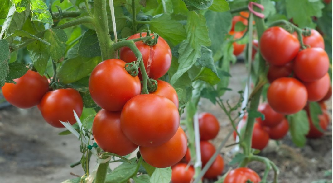 Завязи томатов не растут? Эта подкормка все исправит