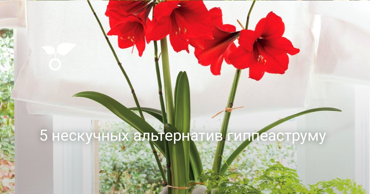 Amaryllis (hippeastrum). How to properly care and water.