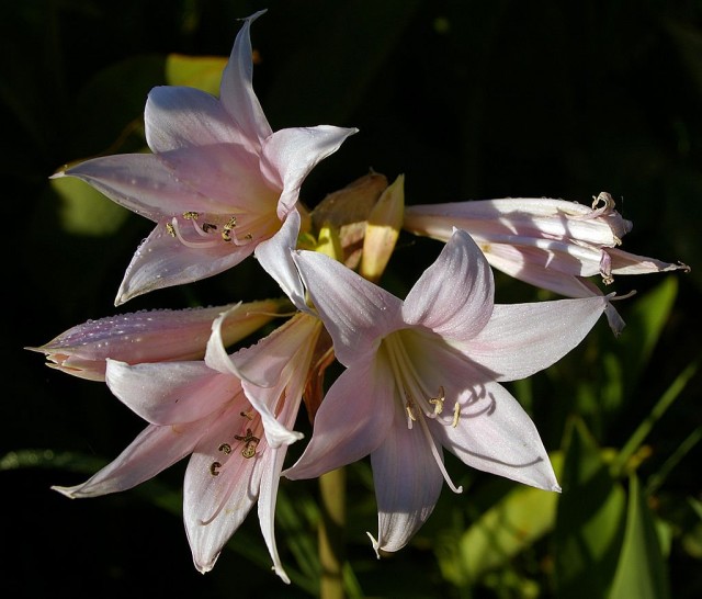 Амариллис белладонна, Амариллис красавица (Amaryllis belladonna)