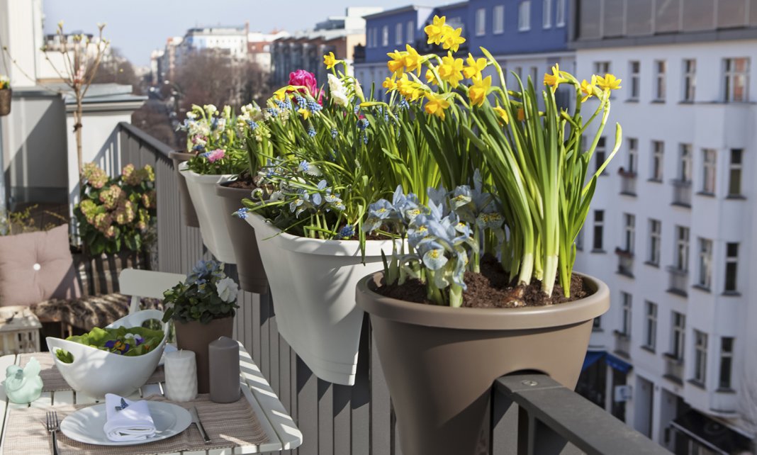 Весенние луковичные цветы на балконах и лоджиях. Когда сажать? Какухаживать? Фото — Ботаничка