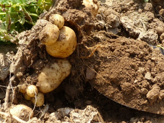 Выкопка урожая картофеля