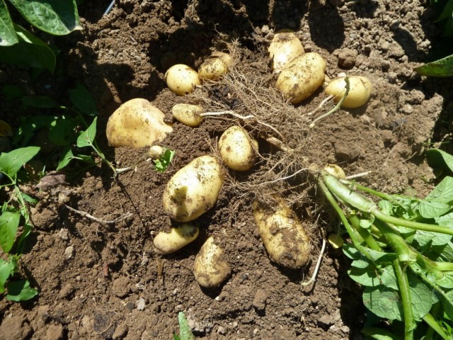 Выкопка куста картофеля