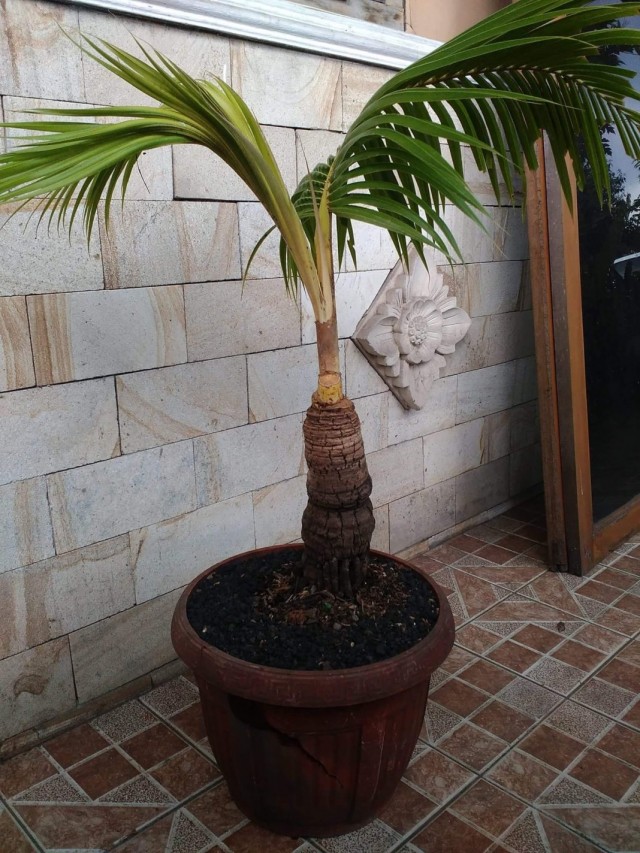 Выращивание кокосовой пальмы в домашних условиях