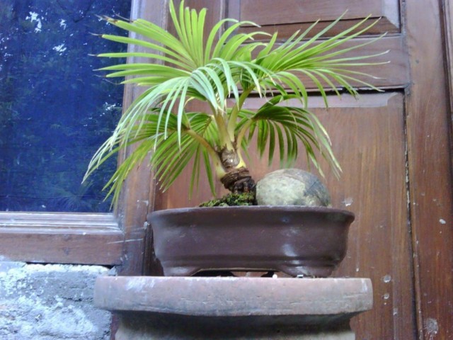 Выращивание кокосовой пальмы в домашних условиях в виде бонсай