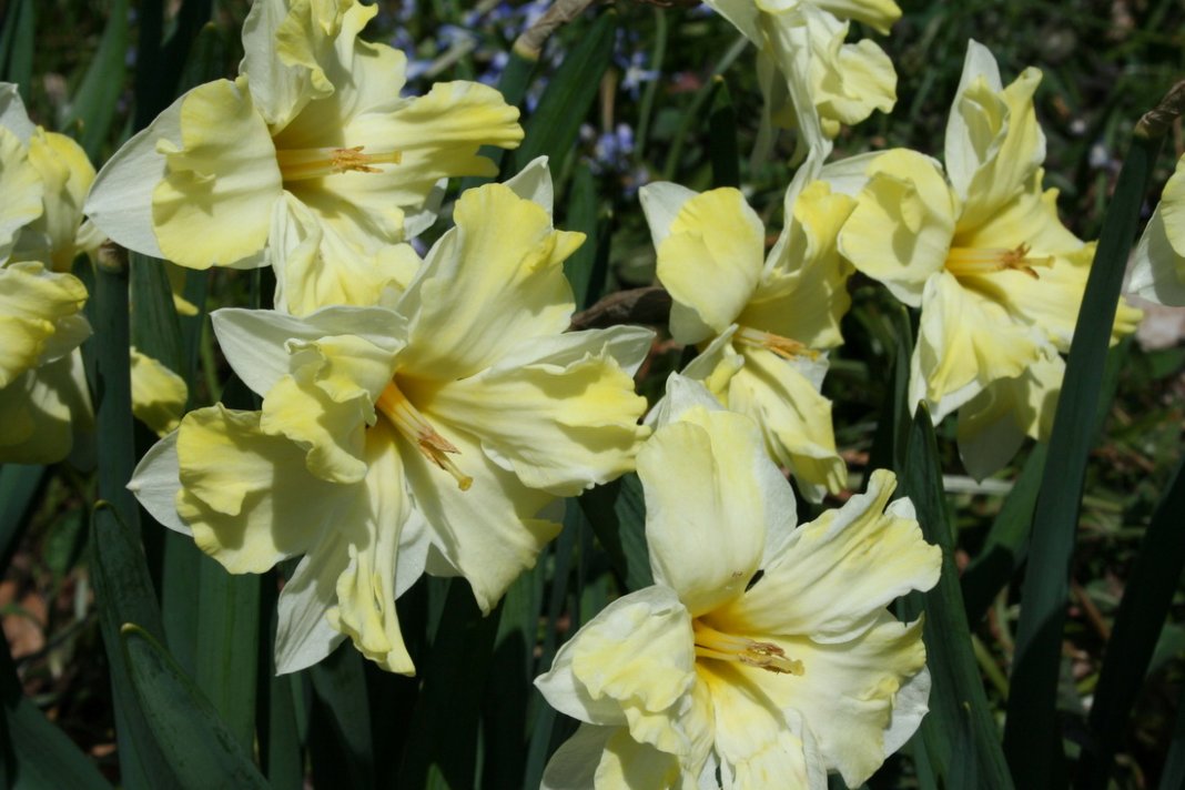 Narcissus-Cassata-2