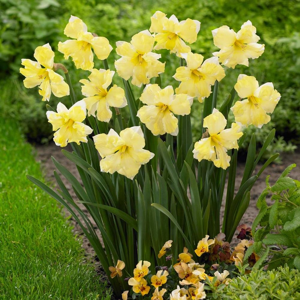 Narcissus-Cassata-3