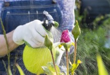 Применение пестицидов в цветнике