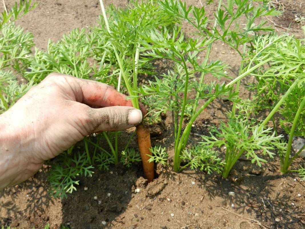 Почему плохо растёт морковь? Причины и что делать. Фото — Ботаничка