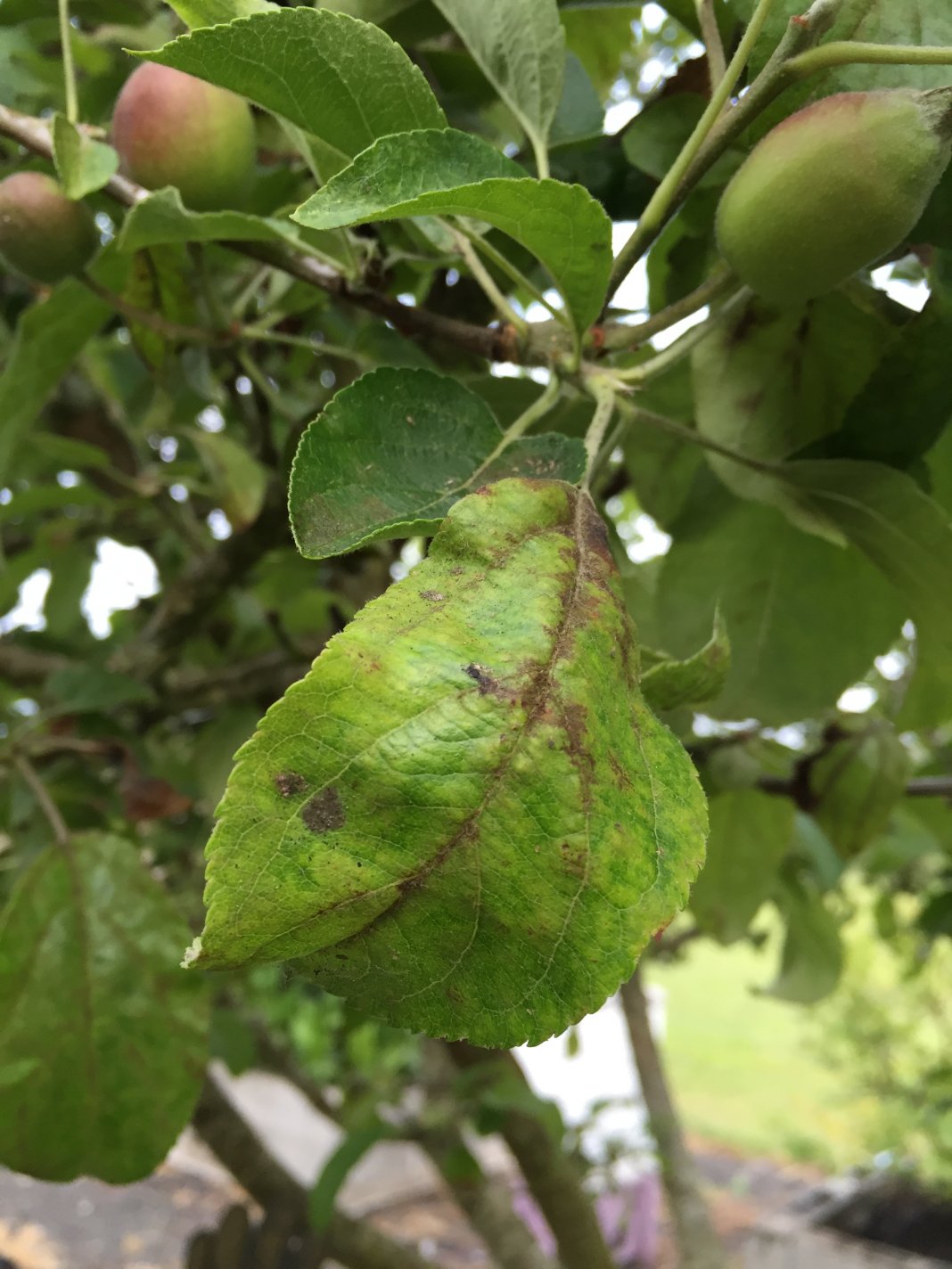 Скручивание листьев на яблоне фото лечение
