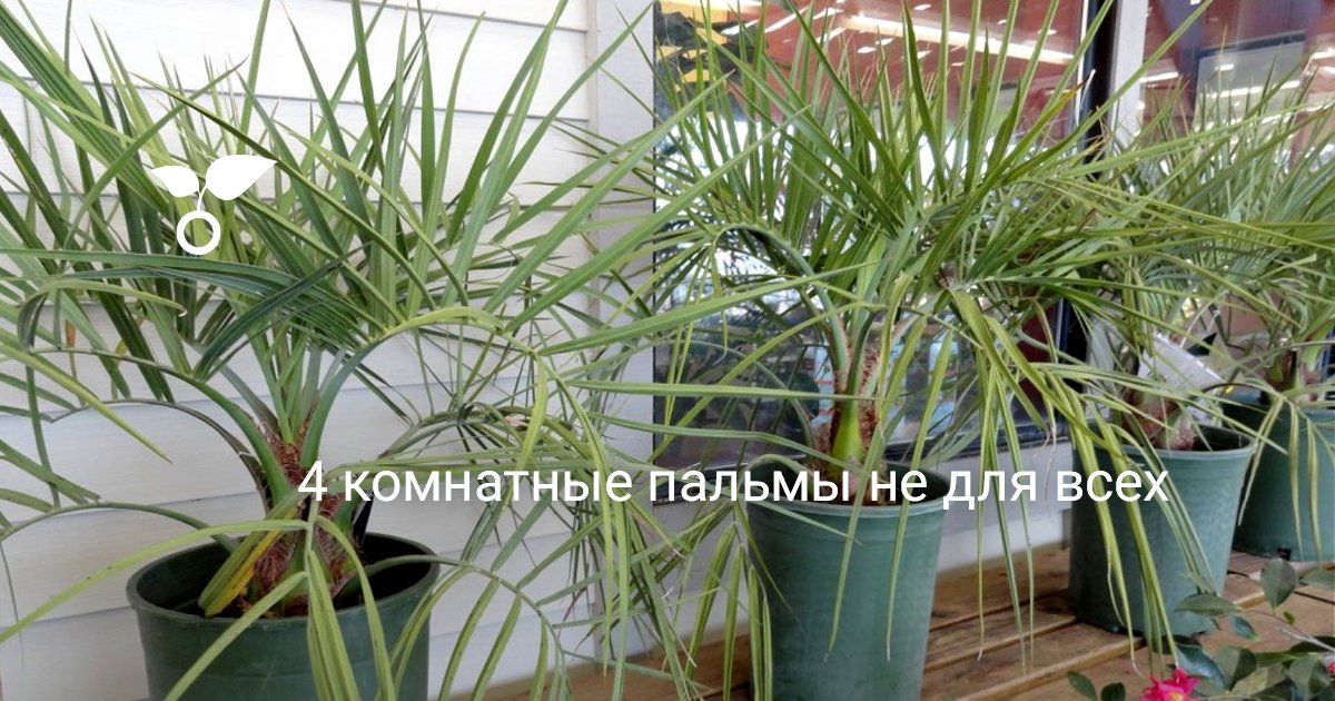 4 комнатные пальмы не для всех. Виды, названия. Фото — Ботаничка