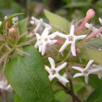 Абелия трехцветковая (Abelia triflora)