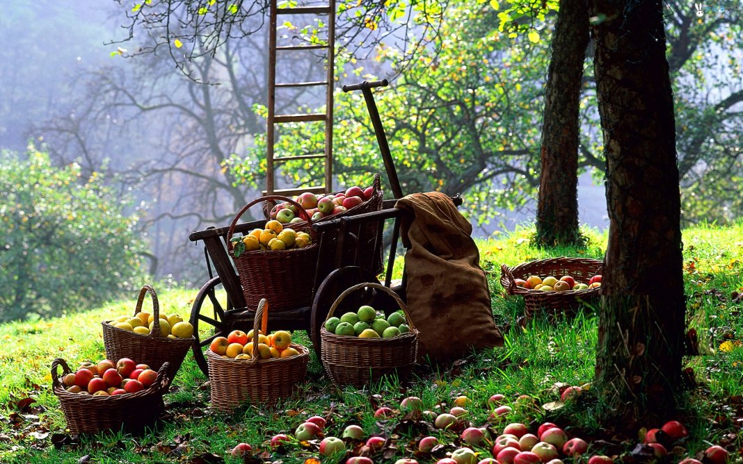 Как правильно собрать и сохранить урожай яблок? Когда снимать? На зиму —Ботаничка