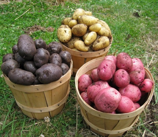 Картофель различных сортов