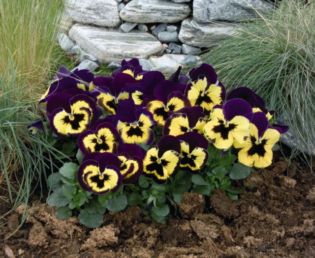 Фиалка Виттрока, или садовые анютины глазки (Viola × wittrockiana)