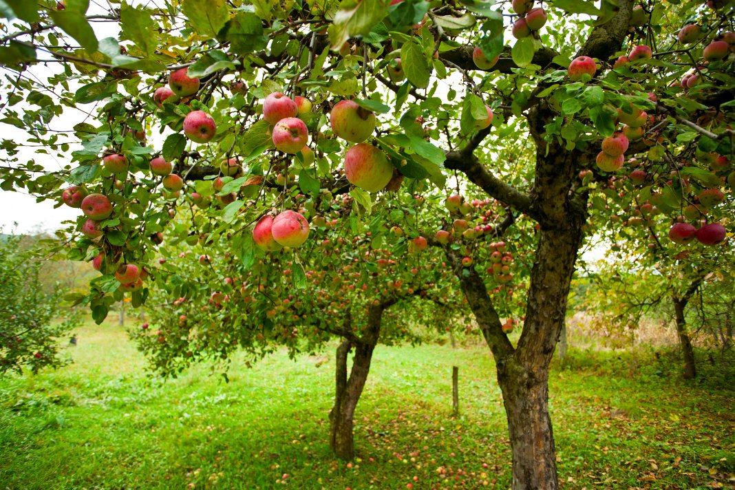 Осенние подкормки плодовых культур. Чем удобрять? Сроки и норма внесения.Фото — Ботаничка