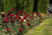 Однорядный цветник-бордюр из лилейников