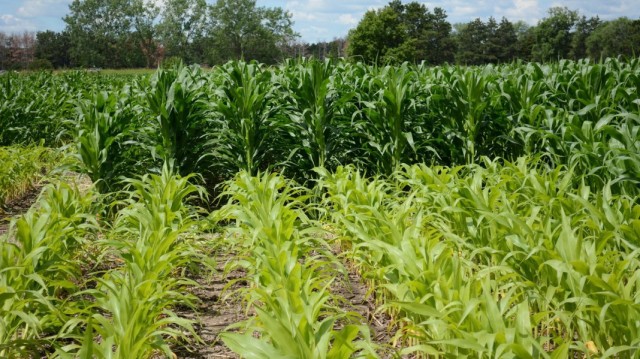 Кукуруза, обрабатываемая азотными удобрениями (задний план) и не обрабатываемая
