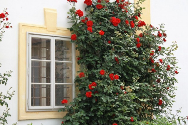 Плетистая роза у окна дома