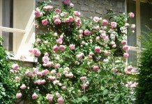 Плетистая роза на фасаде дома