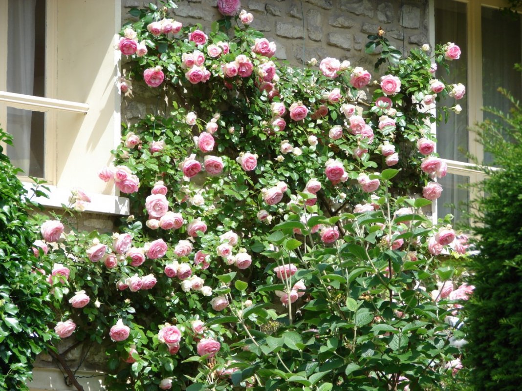 Календарь ухода за плетистыми розами. По сезонам и месяцам — Ботаничка