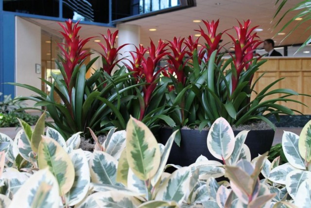 Декоративные растения в холле здания