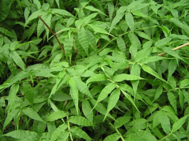 Остянка, или оплисменус коротковолосый с простыми листьями
