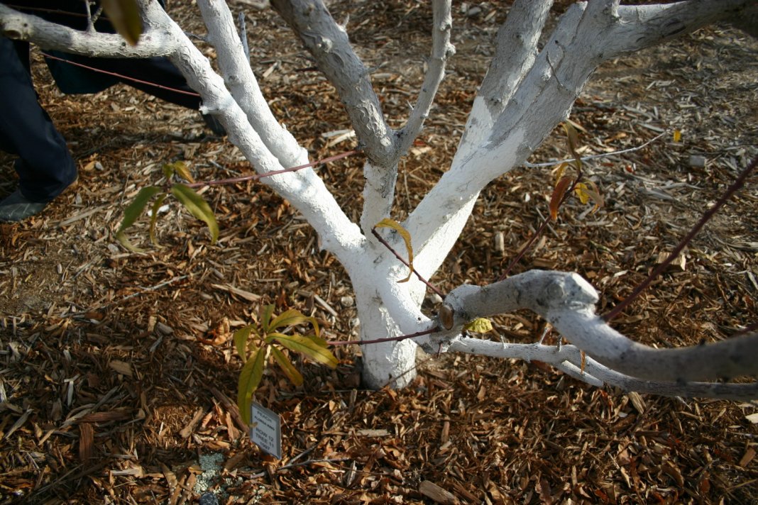 Осенняя побелка плодовых деревьев: основные преимущества и правила нанесения